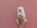 Чисто бели Померанчета. Реални снимки !!!, снимка 11