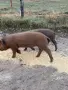 Свободни прасенца, снимка 2