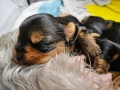 Мини Йорки, снимка 5