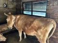 Продавам крава за клане, снимка 2