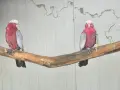 Днойка розово какаду, снимка 4