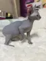Канадски сфинкс момченце , снимка 3