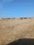 Продавам стадо крави , снимка 4