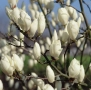 Magnolia alba ‘Superba-Магнолия Алба суперба, снимка 2