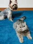 Екзотично късокосместо женско коте 🐈, снимка 7