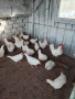 оплодени яйца от бял легхорн , снимка 3
