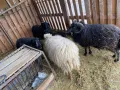Продавам шутлански овце , снимка 4