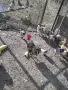 Петли за клане или отглеждане, снимка 2