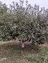 Ябълки домашни Флорина, снимка 4