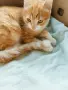 Търси се дом на Сара, снимка 3
