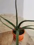 Алое вера Barbadensis.(ядливо), снимка 1