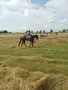 Продава се спортна кобила , снимка 5