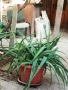 Алое Вера, снимка 6