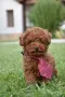 Той пудел Toy poodle, снимка 9