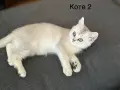 Британско късокосместо коте, снимка 4