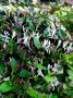  Орлов нокът (Лоницера)(Lonicera Japonika), снимка 1 - Градински цветя и растения - 40065351
