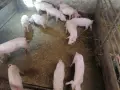 продавам малки прасета, снимка 7