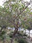 Ягодово дърво - Арбутус, снимка 5