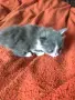 ангорски котета, снимка 1