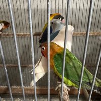 Продавам папагали неразделки , снимка 4 - Папагали - 40156012