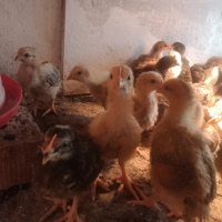 Пилета-дворни, снимка 2 - Кокошки и пуйки - 44682870