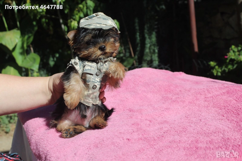 Йоркширски териер , снимка 1