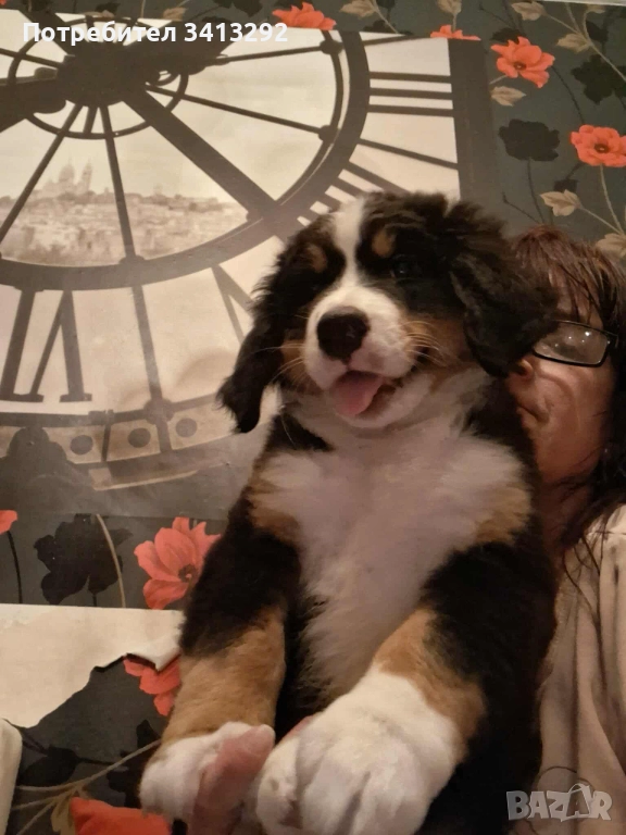 Бернски зененхунд / Швейцарска овчарка , снимка 1