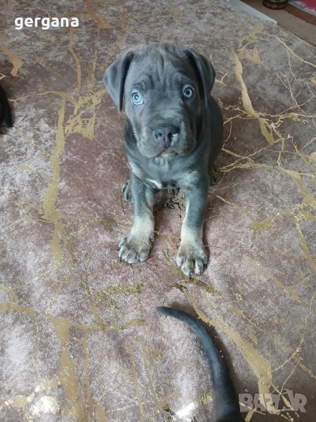 кане корсо, снимка 1