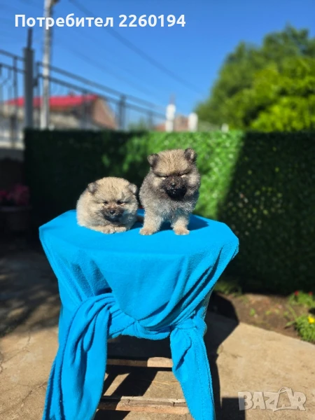Померан померанчета , снимка 1
