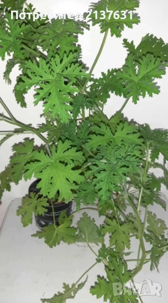 ИНДРИШЕ - АРОМАТНО , снимка 1