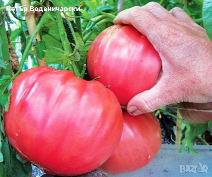 Био семе, расат на един от най-вкусните салатни сортове домати със супер, снимка 1
