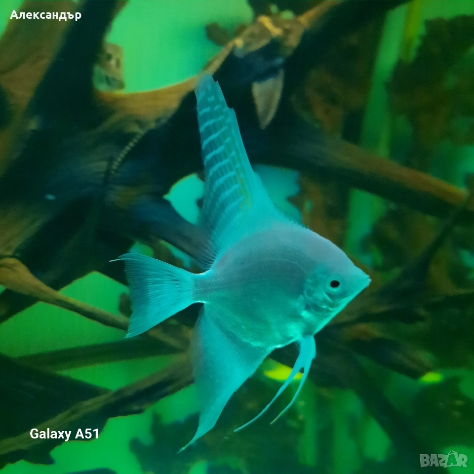 Платинено бяла Скалария , снимка 1