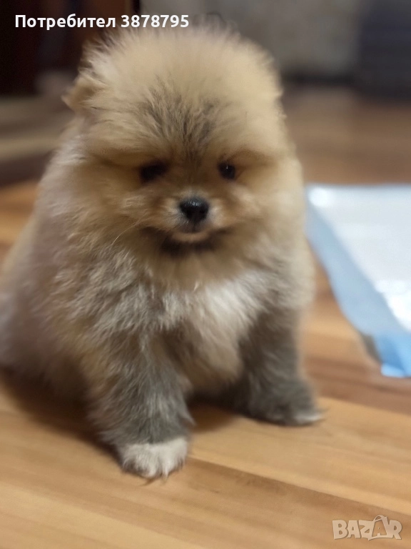 Малки изкушения, снимка 1