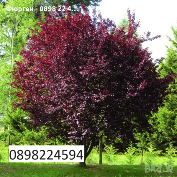 Червенолистна слива, снимка 1