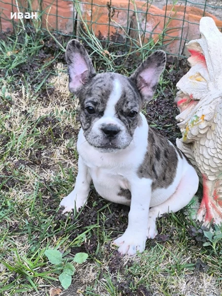 френски булдог , снимка 1