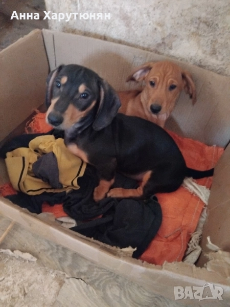 продавам две мъжки дакелчета , снимка 1