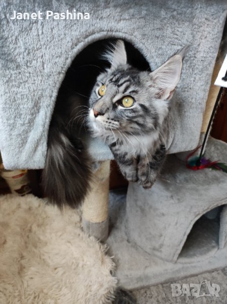 Хотел за домашни любимци котки, зайци,морски свинчета и др, снимка 1