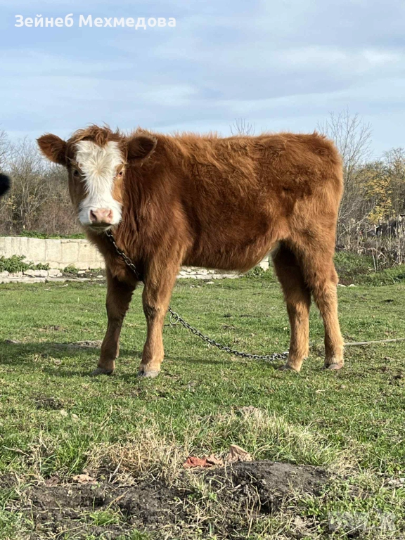 Продавам теле, снимка 1