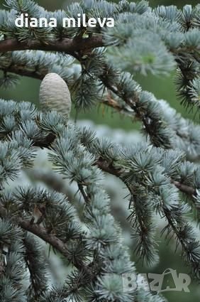 Атласки кедър (Cedrus atlantica), снимка 1