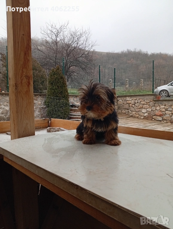 Йоркширски териер , снимка 1