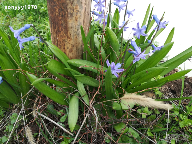 ГРЪМ МНОГО ЗЮМБЮЛИ С ЛУКОВИЦИ В САКЦИЯ 1303241626, снимка 1