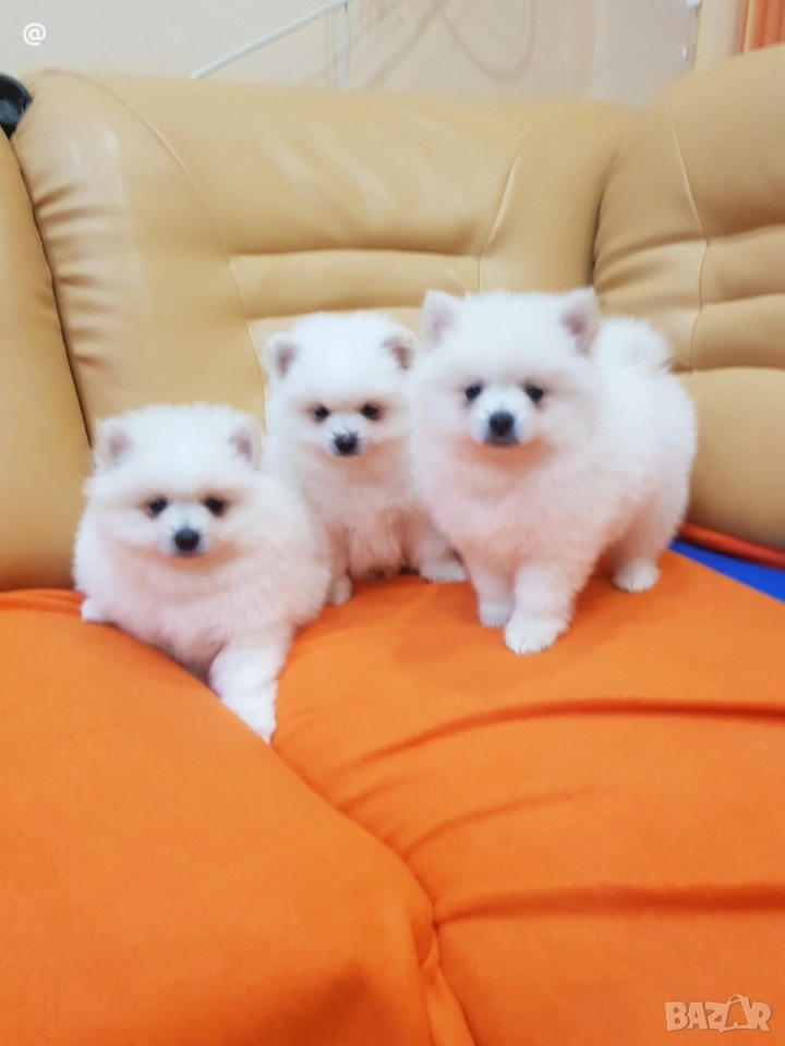 Померан померанчета снимки от днес 13.12.2025г Гр. София , снимка 1