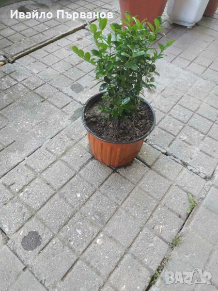 Чемшир, снимка 1