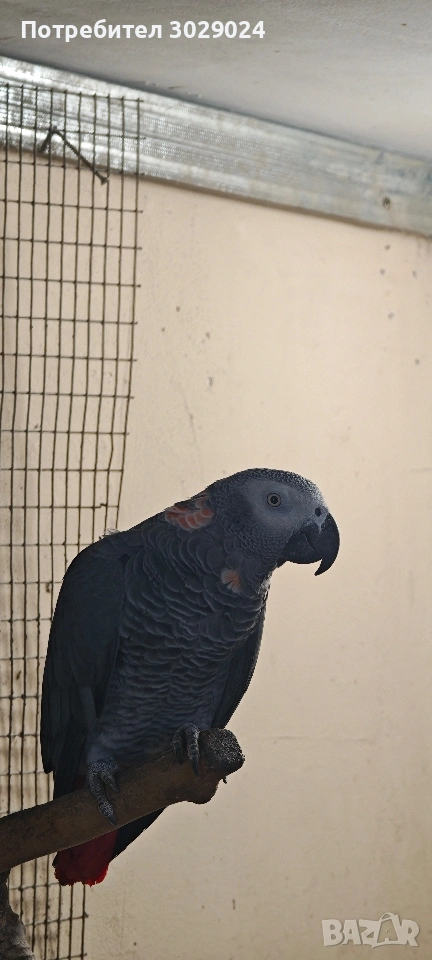 чифт жако за развъждане, снимка 1