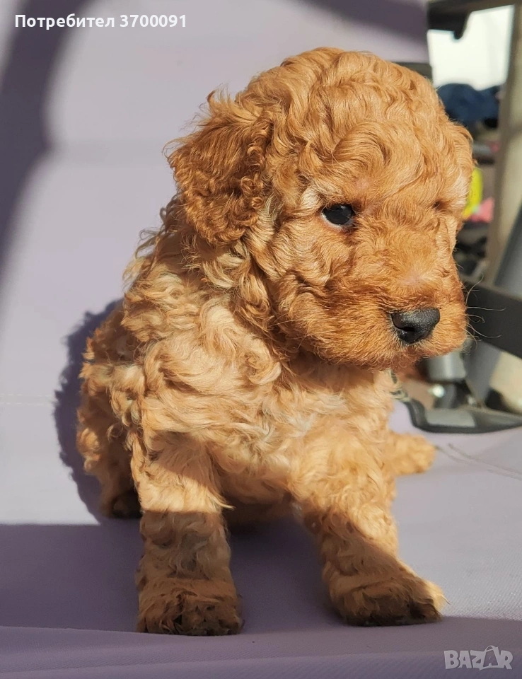 пудел / мини пуделче , снимка 1