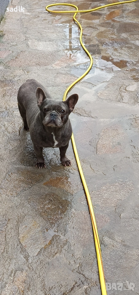женски френски булдог , снимка 1