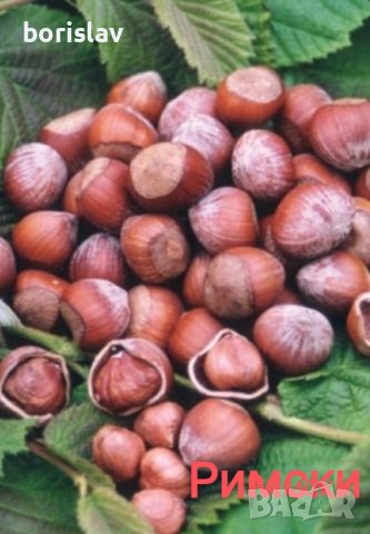 Лешници - Тонда джентиле, Ран трапезундски, Римски и Тонда ди джифони, снимка 2 - Разсади - 42337007