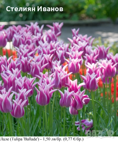 СОРТОВИ ЛАЛЕТА – ЛУКОВИЦИ - част 1, снимка 14 - Сортови семена и луковици - 52372815