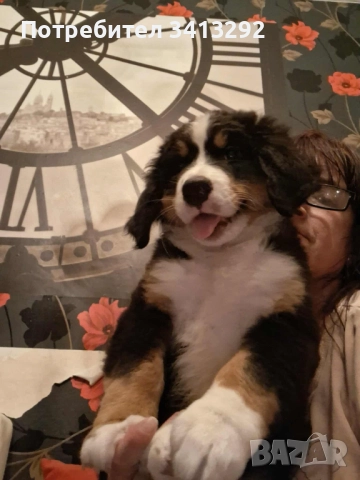 Бернски зененхунд / Швейцарска овчарка 