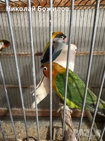 Продавам папагали неразделки , снимка 4 - Папагали - 40156012